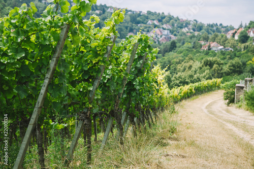 road to village and green vineyard in Wurzburg  Germany
