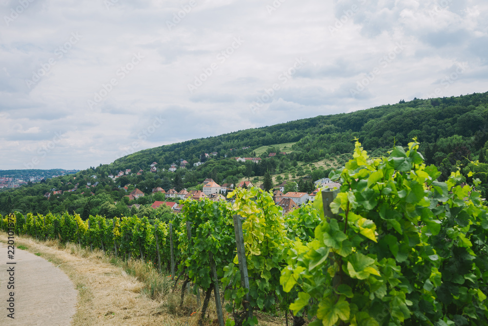 beautiful green vineyard, road and hill in Wurzburg, Germany
