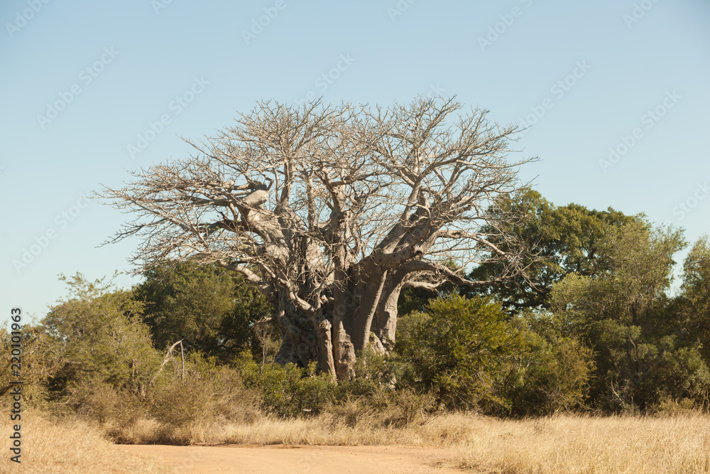 The southern most Baobab tree in the Kruger park, South Africa.