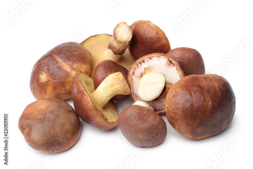 Suillus luteus mushrooms