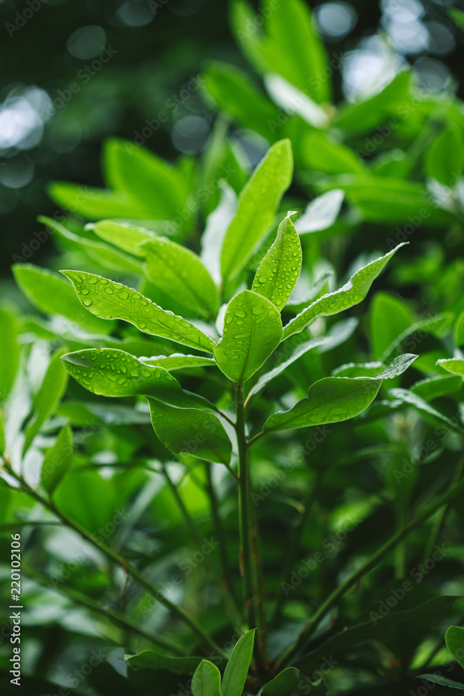 selective focus of branches with green leaves selective focus of branches with green leaves