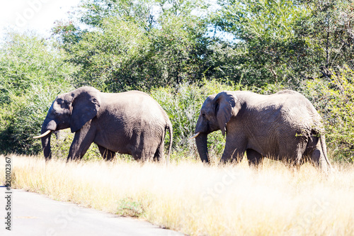 Elephants crossing the road while protecting the young, Kruger park, South Africa.