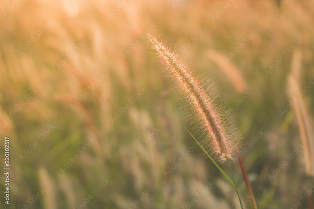 Soft focus of feather Pennisetum or mission grass flower silhouette with evening sky