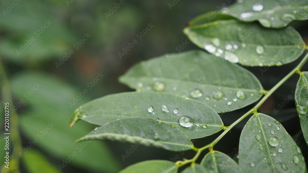 Leaves with water drops. Green leaf with water drops for background. Leaves with water drops. Green leaf with water drops for background.
