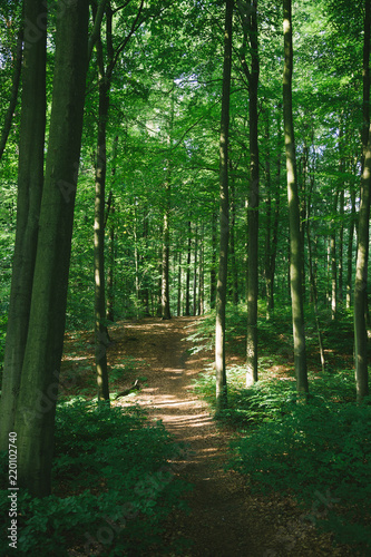 trees and path in beautiful green forest in Hamburg  Germany