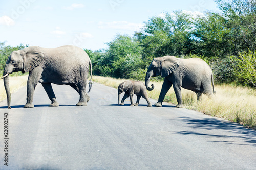 Elephants crossing the road while protecting the young  Kruger park  South Africa.