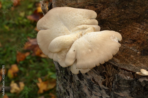 Mushrooms on Tree Stump


