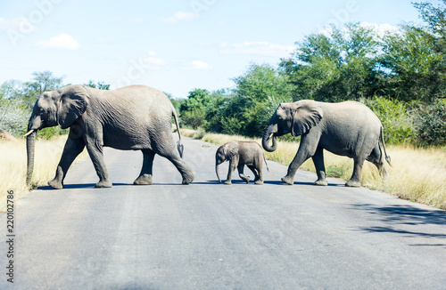 Elephants crossing the road while protecting the young  Kruger park  South Africa.