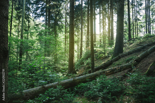 Fototapeta Naklejka Na Ścianę i Meble -  trees in beautiful green forest with sunlight in Hamburg, Germany