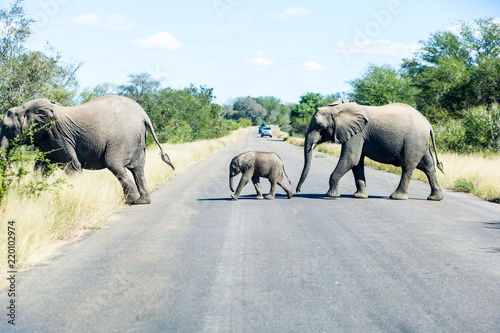 Elephants crossing the road while protecting the young  Kruger park  South Africa.