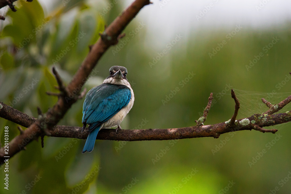Kingfisher Bird with a scrutiny look