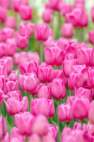 beautiful pink tulips flower in garden.