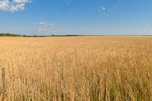 golden field with mature cereals and a blue sky with clouds