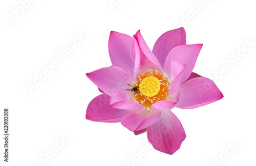 Fresh pink lotus petal flower isolated on white background. Close focus of beautiful pink lotus flowers isolated is blooming with copy space for text or advertising on white background  © jangnhut