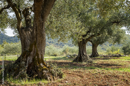 Ancient olive trees in olive grove