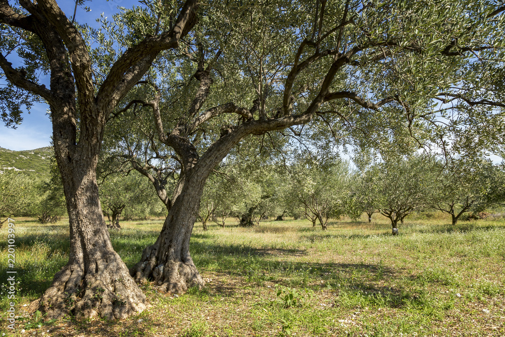 Ancient olive trees in olive grove Ancient olive trees in olive grove