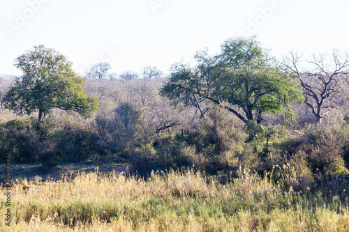 A lookout point near Skukuza in the Kruger park  South Africa.