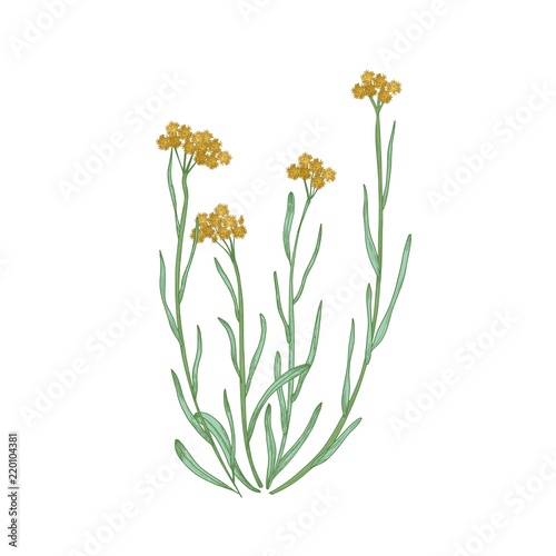 Beautiful detailed drawing of dwarf everlast flowers and leaves isolated on white background. Hand drawn wild meadow flowering herb. Natural realistic vector illustration in antique style.