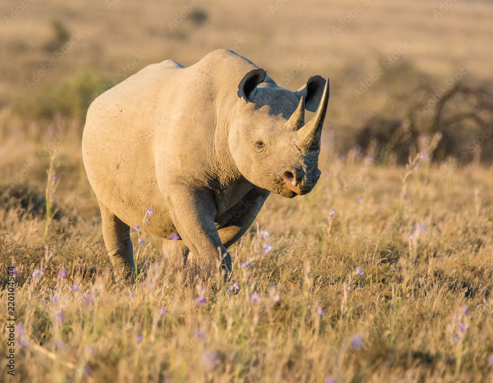 Fototapeta premium Black Rhinoceros