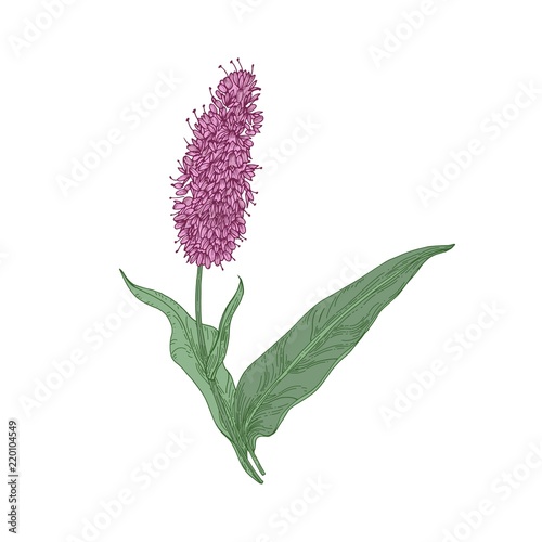 Common or European bistort flowers and leaves isolated on white background. Botanical drawing of flowering herbaceous plant or meadow herb. Realistic vector illustration in elegant antique style.