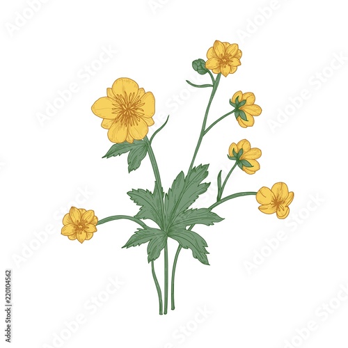 Tender buttercup flowers, buds and leaves hand drawn on white background. Natural drawing of flowering herbaceous plant or wild meadow herb. Floral vector illustration in gorgeous retro style.