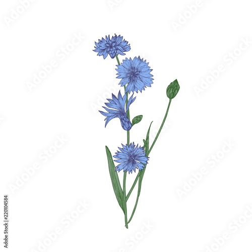 Centory or starthistle flowers, buds and leaves hand drawn on white background. Elegant drawing of flowering plant or wild meadow herb. Romantic vector illustration in beautiful vintage style.