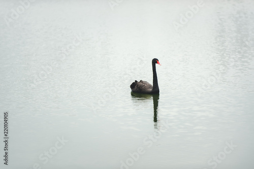 Black Swan (Cygnus atratus) in the lake. Lithuania, Moletai photo