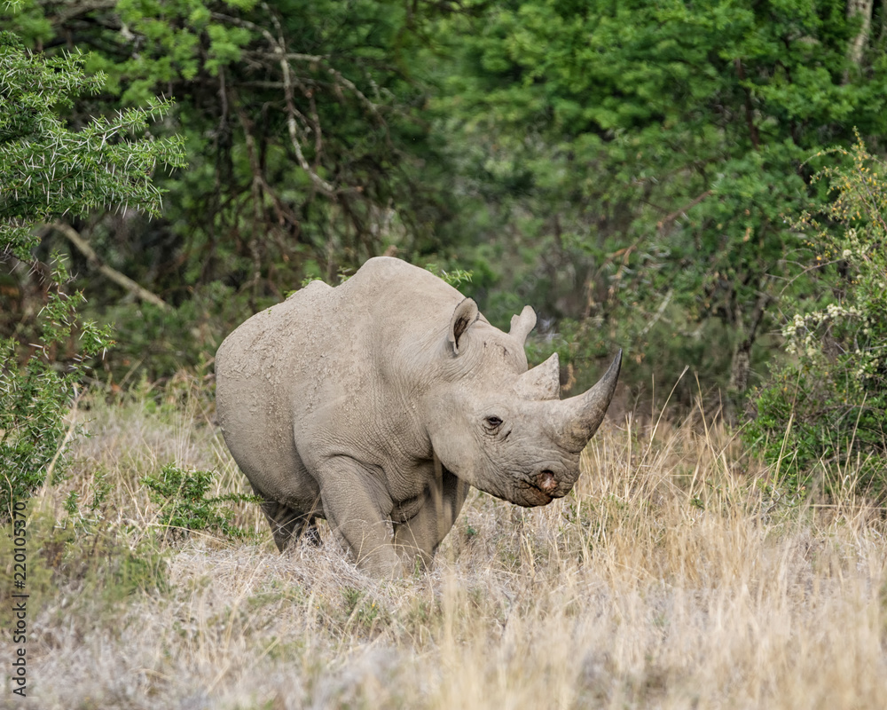 Black Rhinoceros Black Rhinoceros