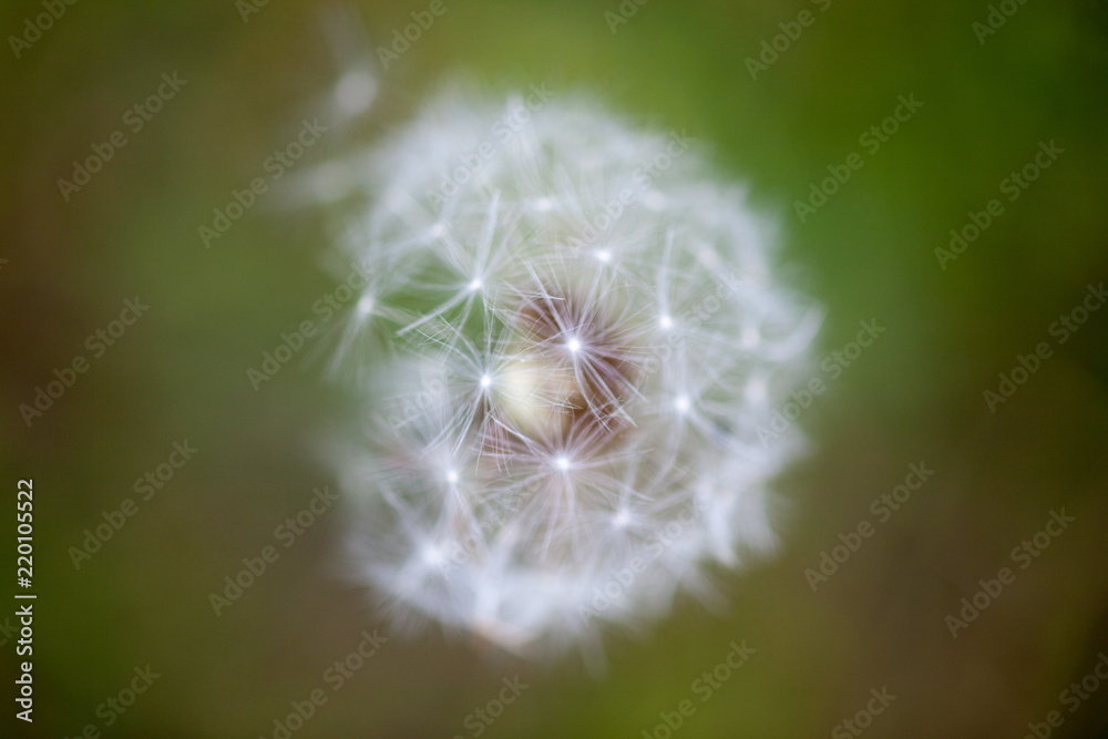 Pusteblume Löwenzahn