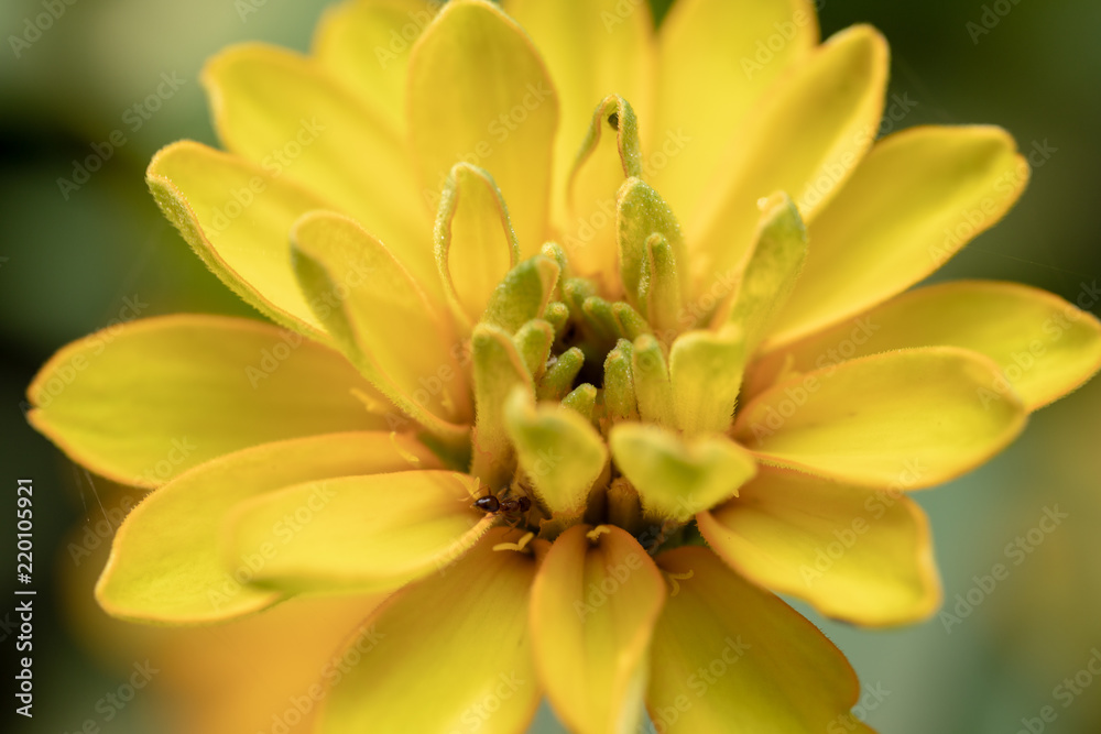 Obraz premium Background of flowers frame, Beautiful flower for background.