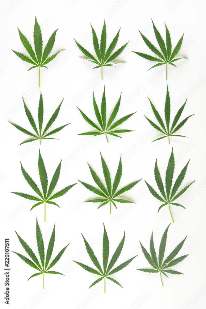 Obraz premium twelfe fresh green hamp leave on white background