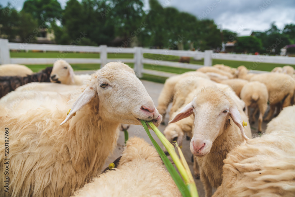 Cute funny happy sheep at outdoor garden nature field valley Cute funny happy sheep at outdoor garden nature field valley