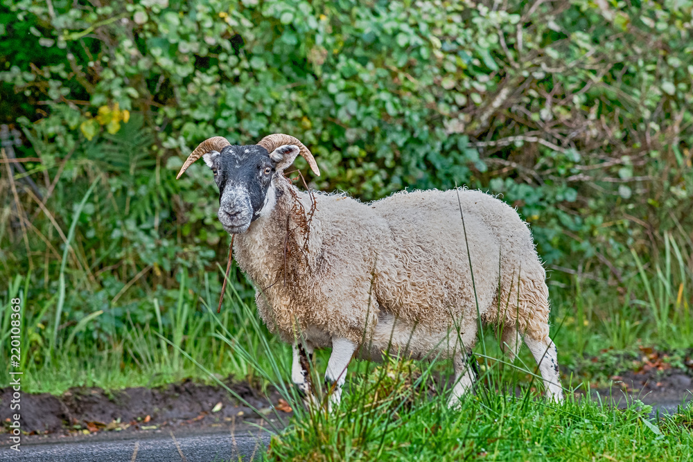 Obraz premium Woolly tail