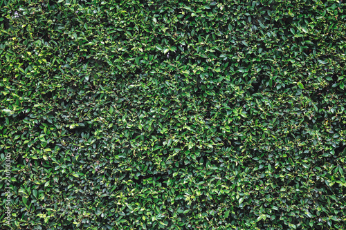 natural green leaves wall 