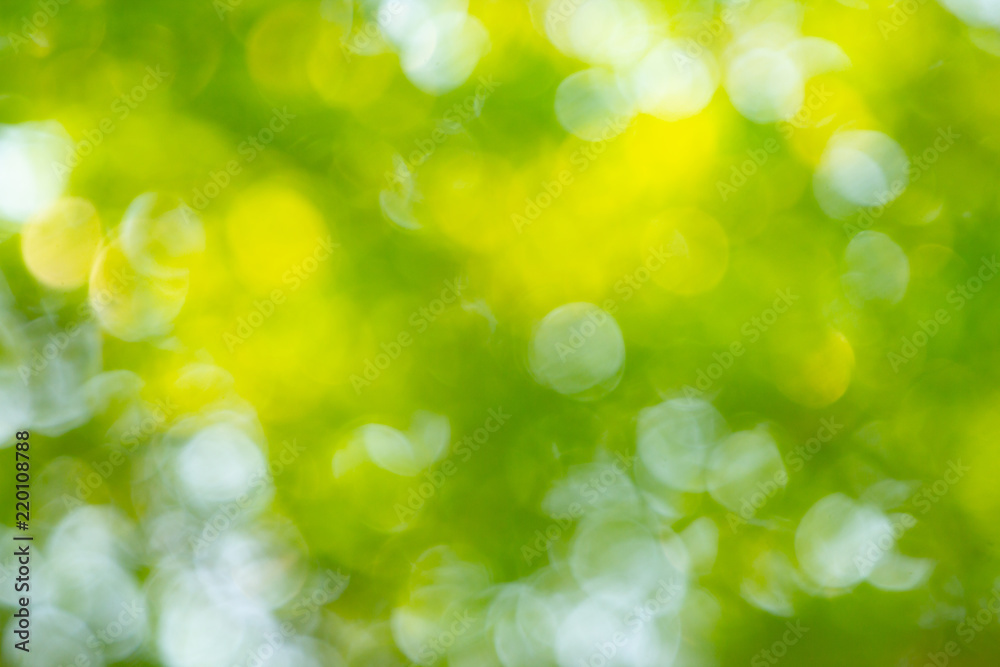 Fototapeta premium Natural green bokeh abstract background