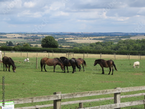 Horses Grazing