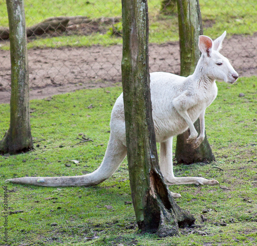 Albino Kangaroo
