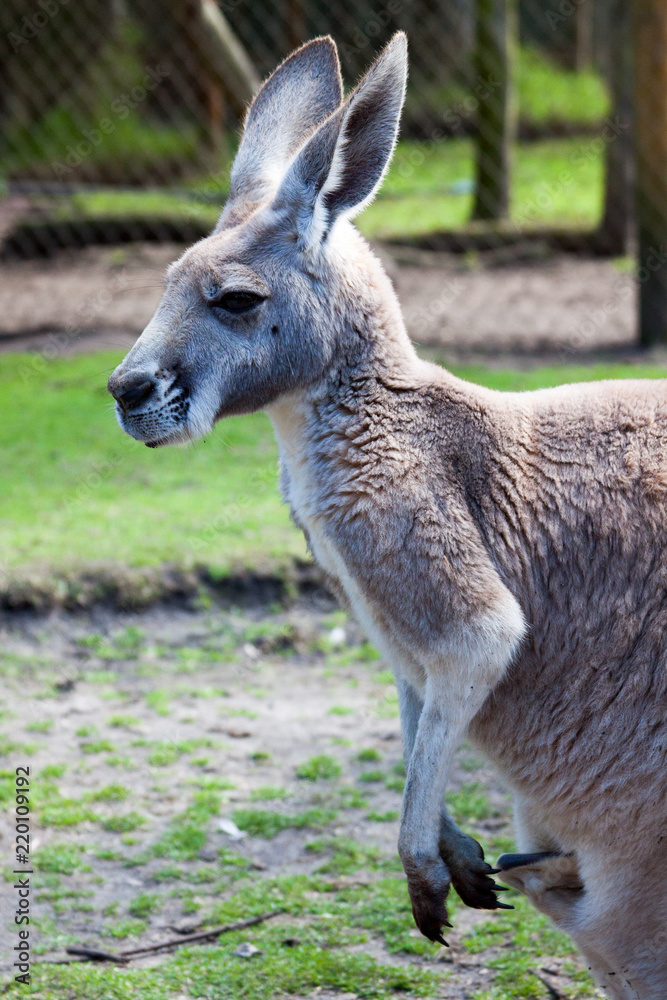 Western grey kangaroo