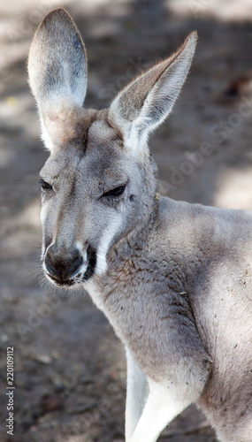 Fototapeta Naklejka Na Ścianę i Meble -  Close-up of western grey kangaroo