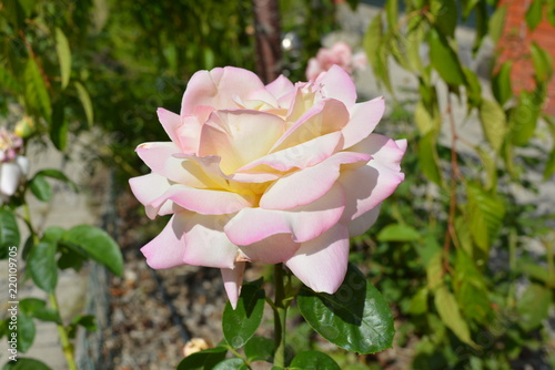 Unforgettable charming bud of a blossoming rose of tender white  cream color with a pink kantik on the petals in the sun  end of summer