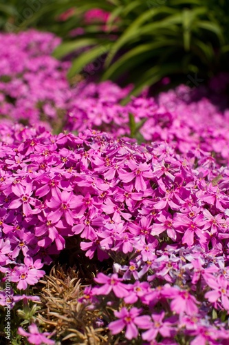 Purple Flowers