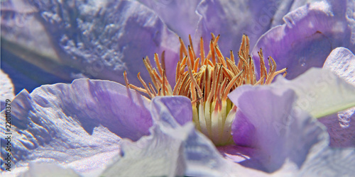 Clematis