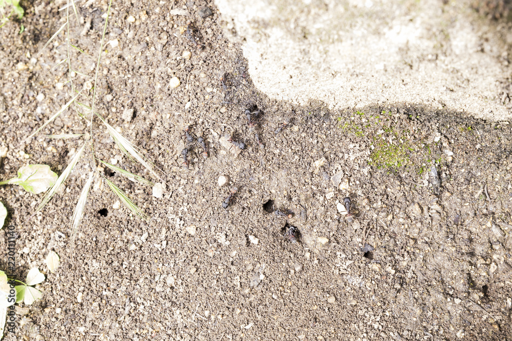 Black ants working at the entrance of their anthill to get food on a sunny day
Black ants working at the entrance of their anthill to get food on a sunny day