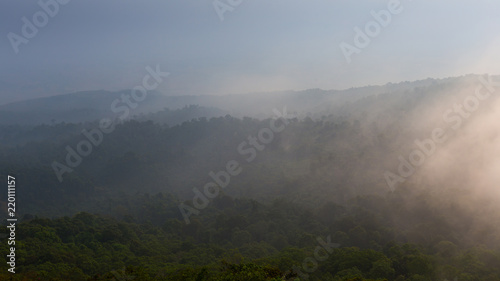 Forested mountain slope in low lying cloud with the evergreen tree in mist in a scenic landscape view.