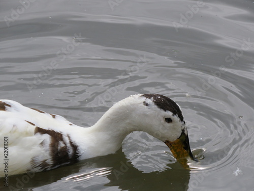 Anacona Duck in the Water