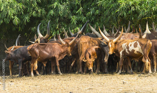 Flock of watusi in a zoo photo