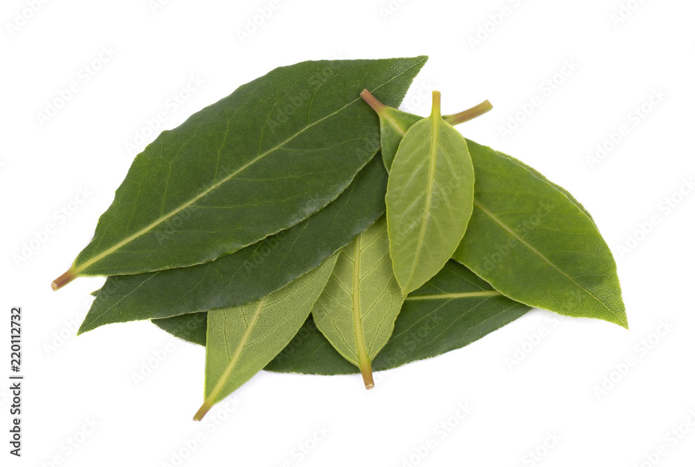 Obraz premium Fresh green leaves of bay leaf isolated on white background. Laurus isolated.