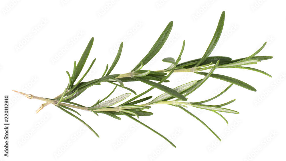 Obraz premium Sprig of fresh rosemary isolated on white background. Rosemary branch. Top view