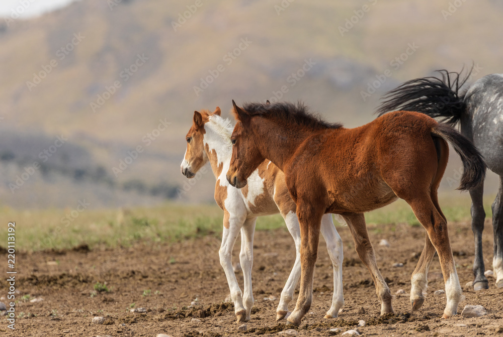 Wild Horse Foal