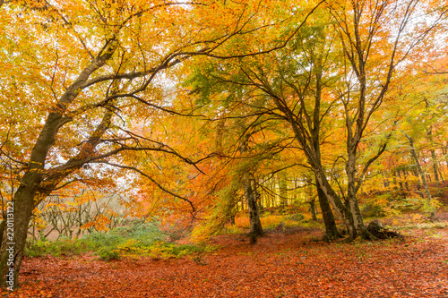 Foliage in Monti Cimini  Lazio  Italy. Autumn colors in a beechwood. Beechs with yellow leaves.